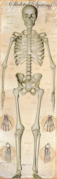 Skeletal System Chart