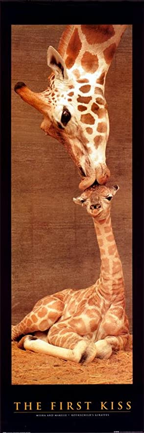 The First Kiss Giraffes