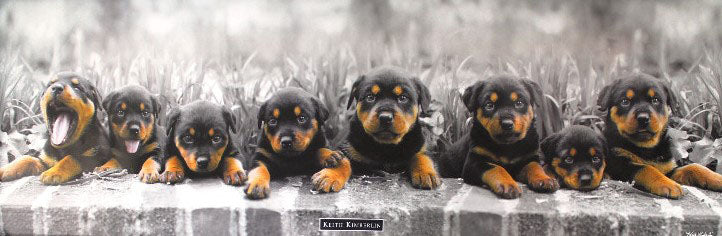Rottweiler Puppies