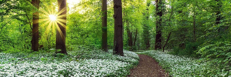 Spring Forest Walkway