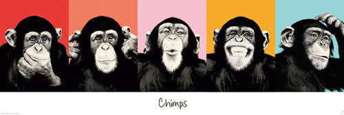 Chimps Facial Expressions
