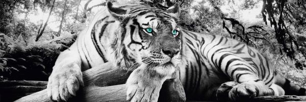 Tiger is Watching You