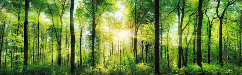 Green Forest Sunlight