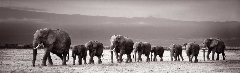 Elephant Herd 1