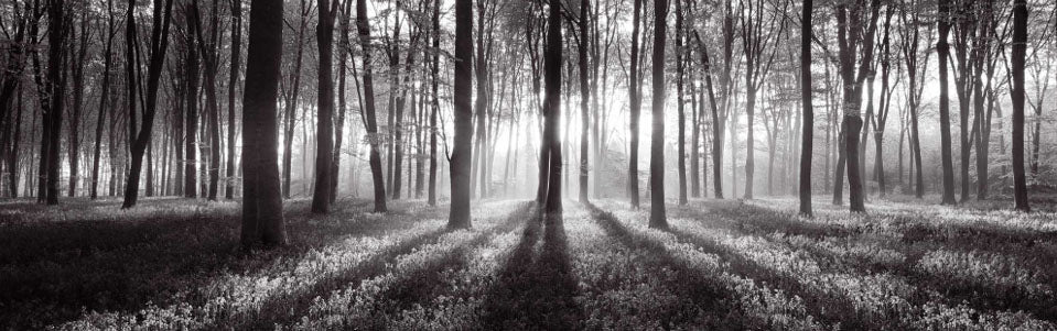 Forest Sun Rays Black and White