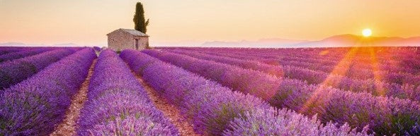 Lavender Field Rows