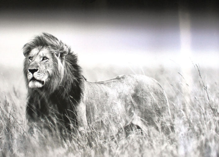 Lion in Grass