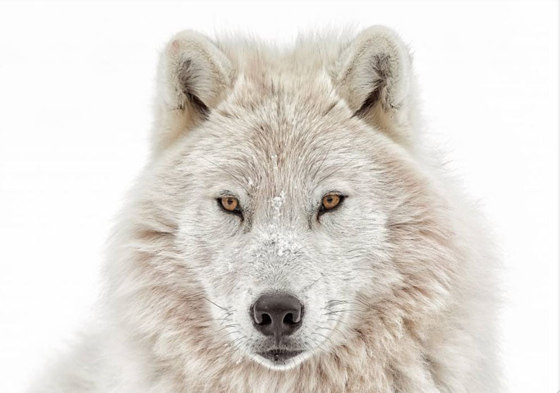 White Wolf 1
