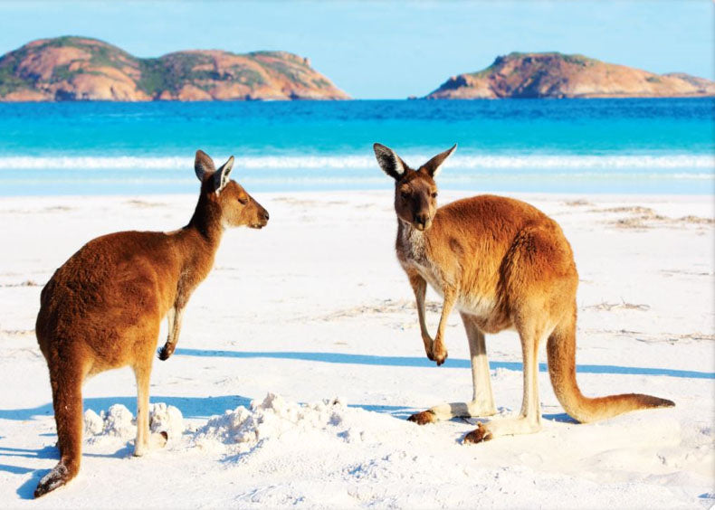 Kangaroos on Beach