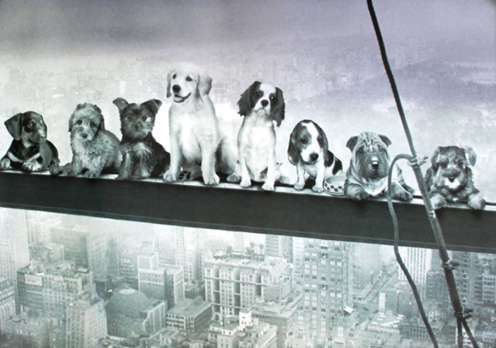 Puppies on Steel Beam