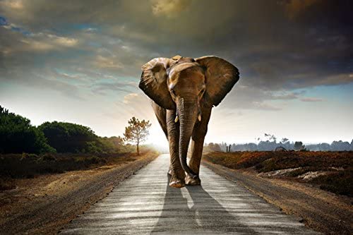 Elephant On Road