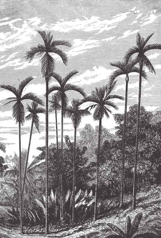 Palm Trees Black and White