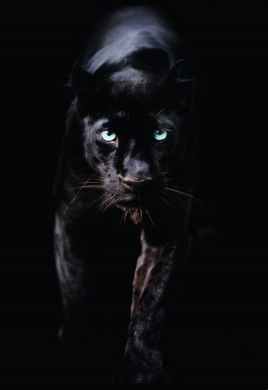 Panther