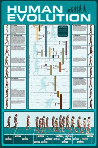 The Human Evolution