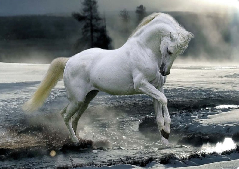 Horse Running Through Water