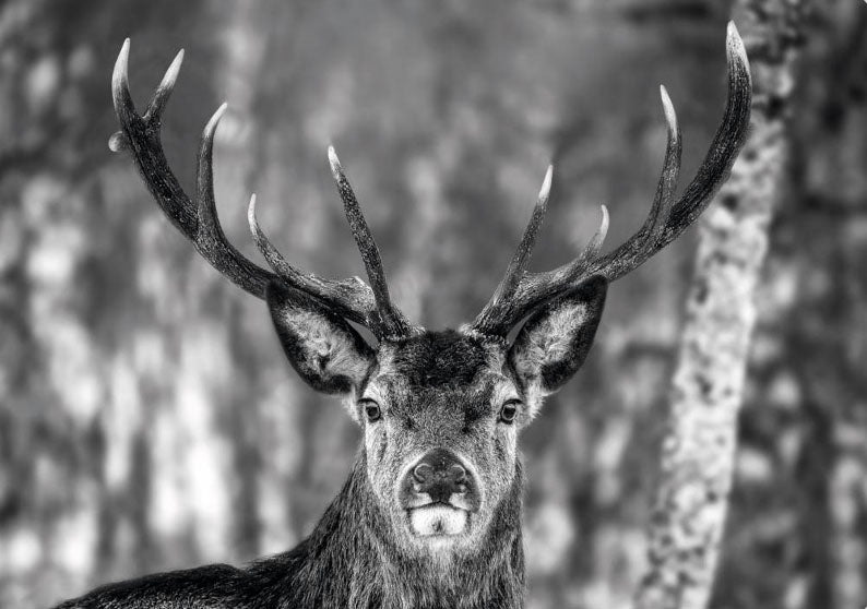 Deer Black and White