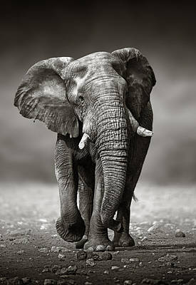 Elephant Walking