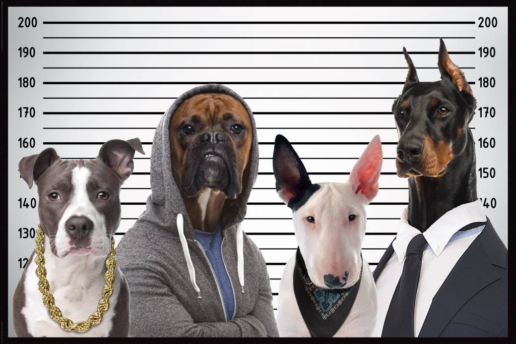 Most Wanted Dogs