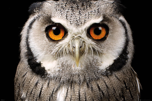 Owl Face