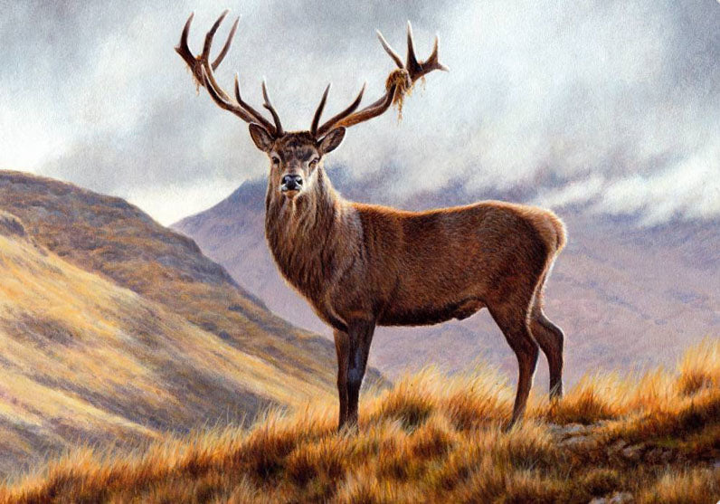 Deer on Mountain
