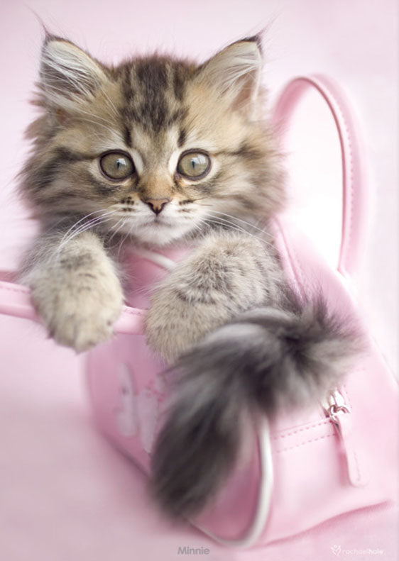 Kitten in Pink Handbag