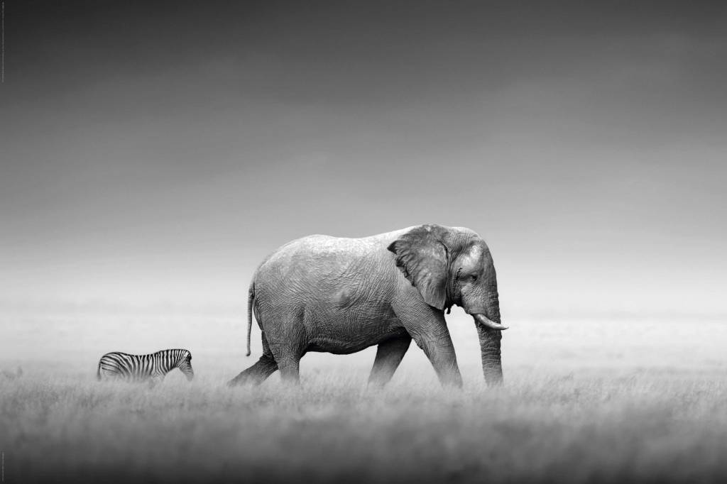 Elephant and Zebra