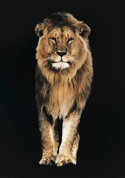 Lion Kings of Nature