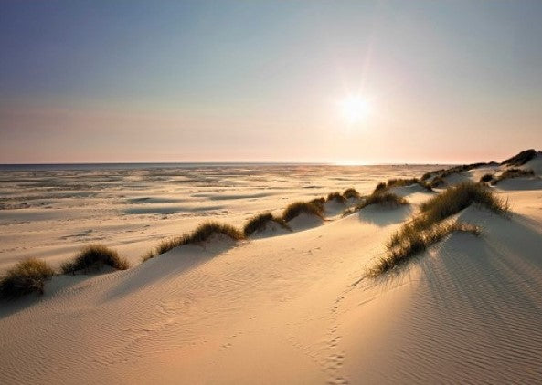 Sunny Dunes