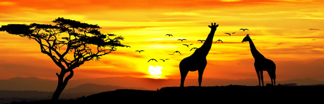 Giraffes at Sunset