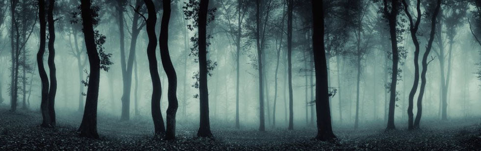 Foggy Forest 165 x 60