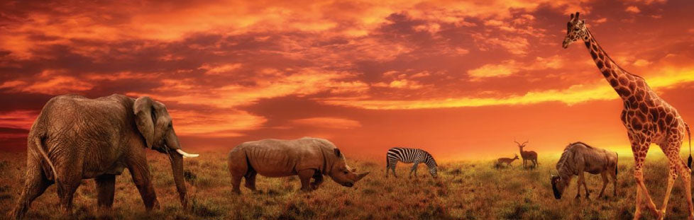 Safari Animals