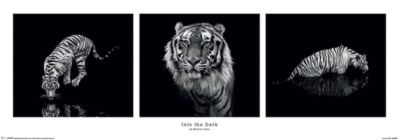 Into The Dark Tiger