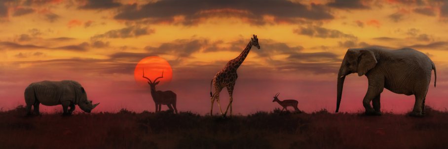 Africa Wildlife Sunset