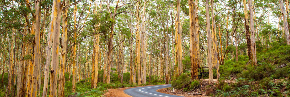 Boranup Forrest WA 156cm x 60cm / Black