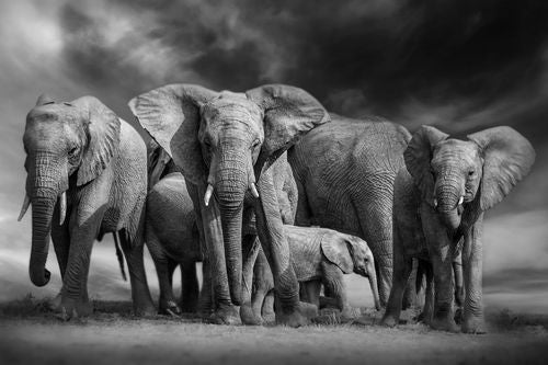 Elephant Herd 2
