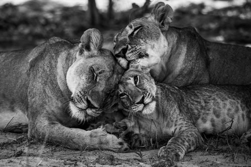 Lion Family