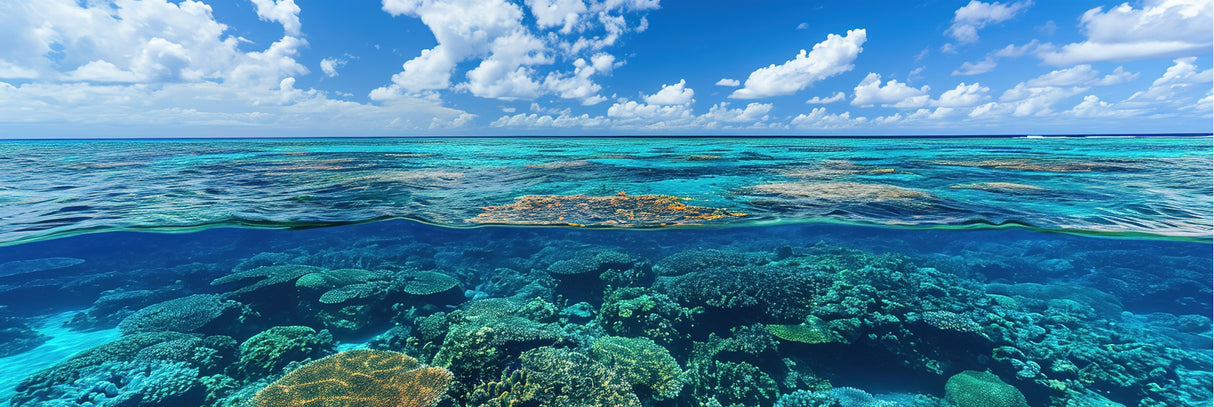 Great Barrier Reef, Queensland 156cm x 60cm / Black