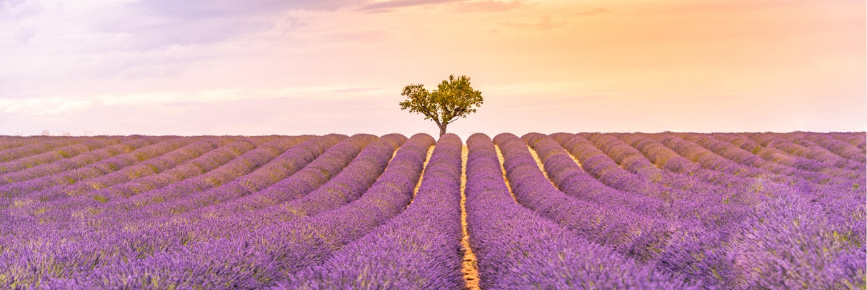 Lavender Field in Province, France