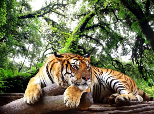 Tiger in the Jungle