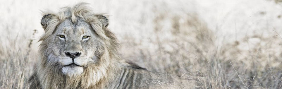 Lion Laying Down