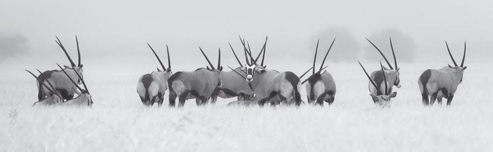 South African Oryx