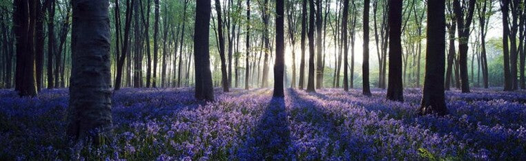 Lavender Forest