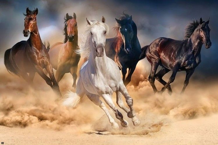 Five Horses Running