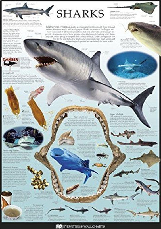 Sharks Charts