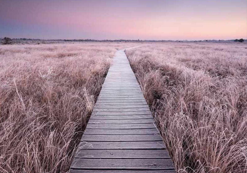 Field Walkway