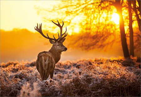 Golden Stag