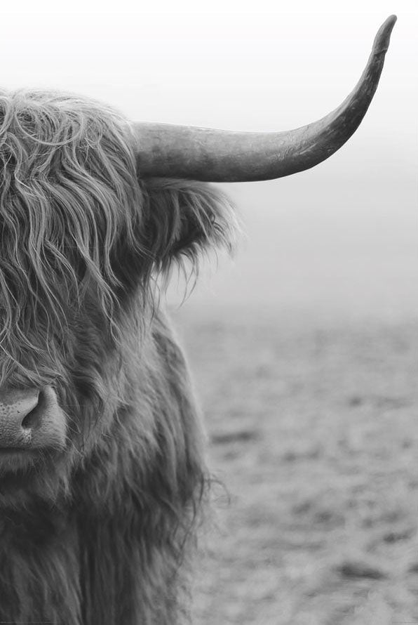 Highland Cow