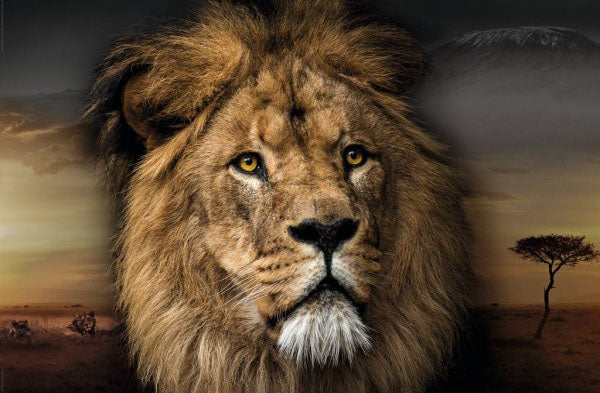 Lion Face