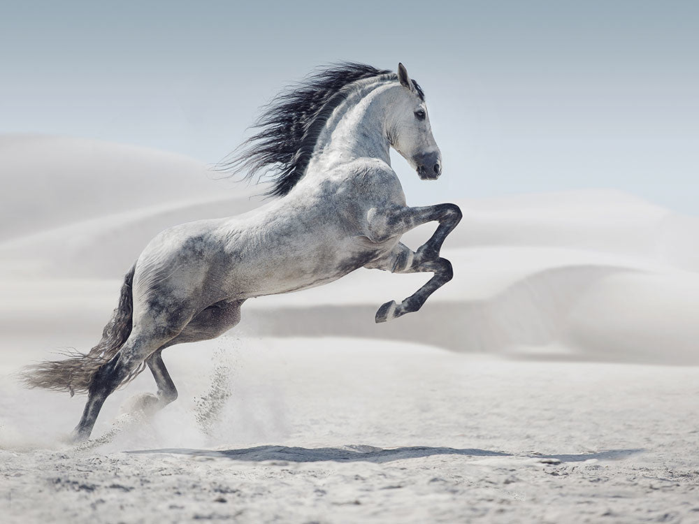 White Horse Jumping