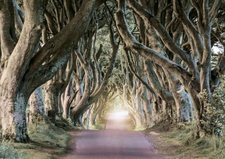 Road Through Woods